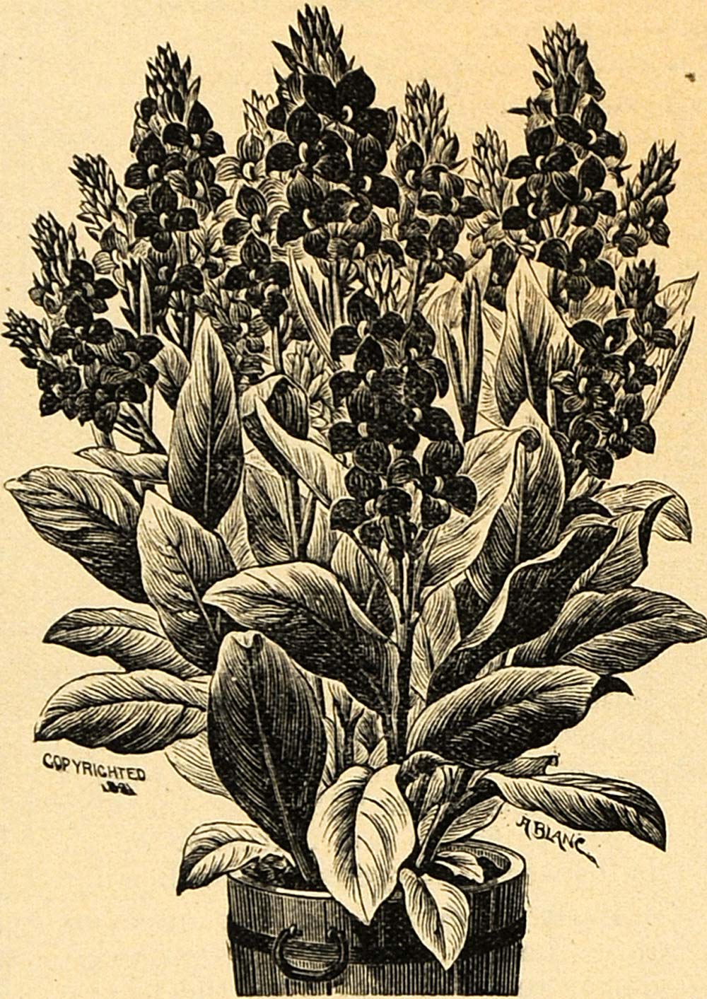 1895 Print Dwarf French Canna Flower Lily Art Cannaceae ORIGINAL HISTORIC MAY1