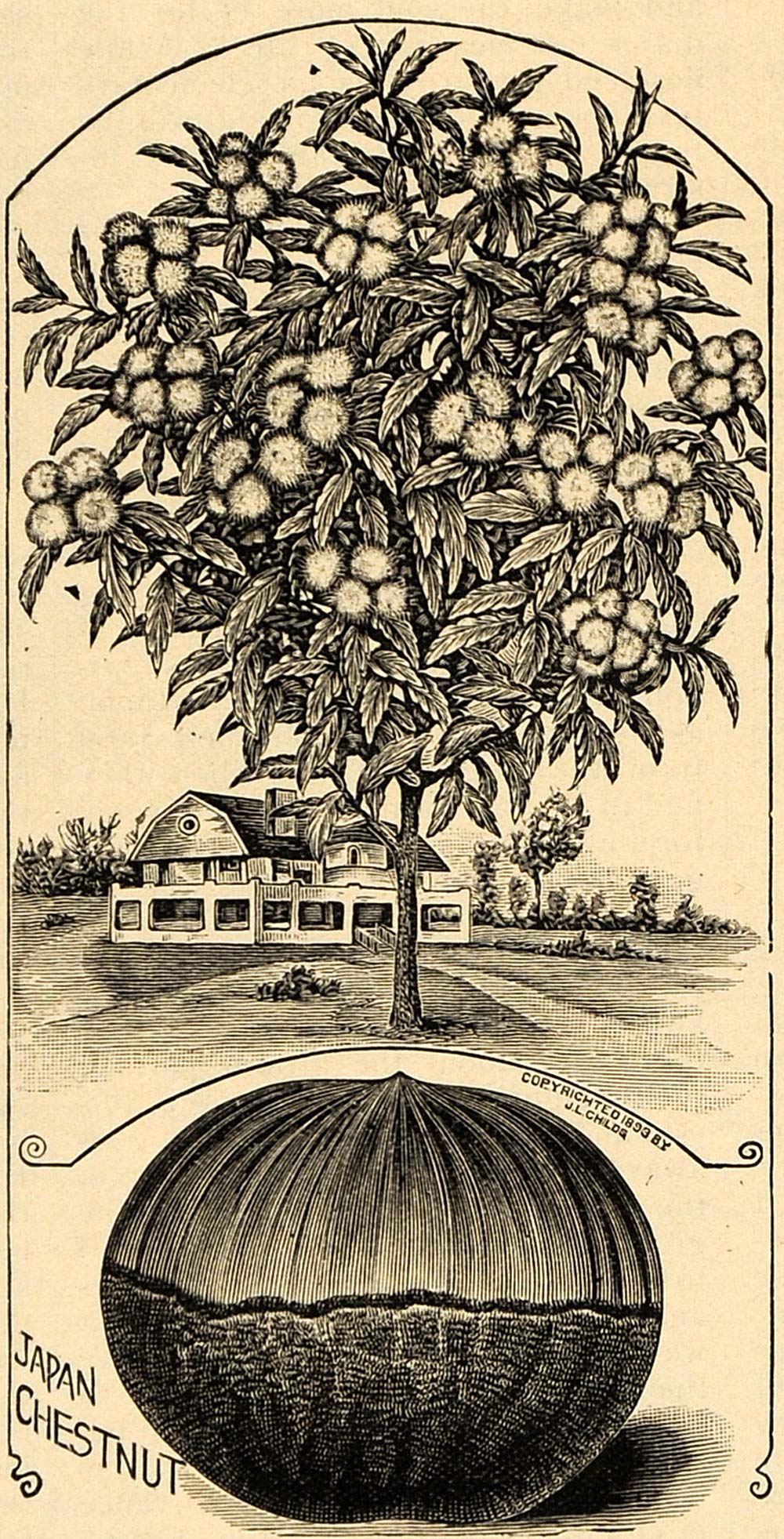 1895 Print Japan Giant Chesnut Tree Art J. L. Childs - ORIGINAL HISTORIC MAY1