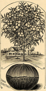 1895 Print Japan Giant Chesnut Tree Art J. L. Childs - ORIGINAL HISTORIC MAY1