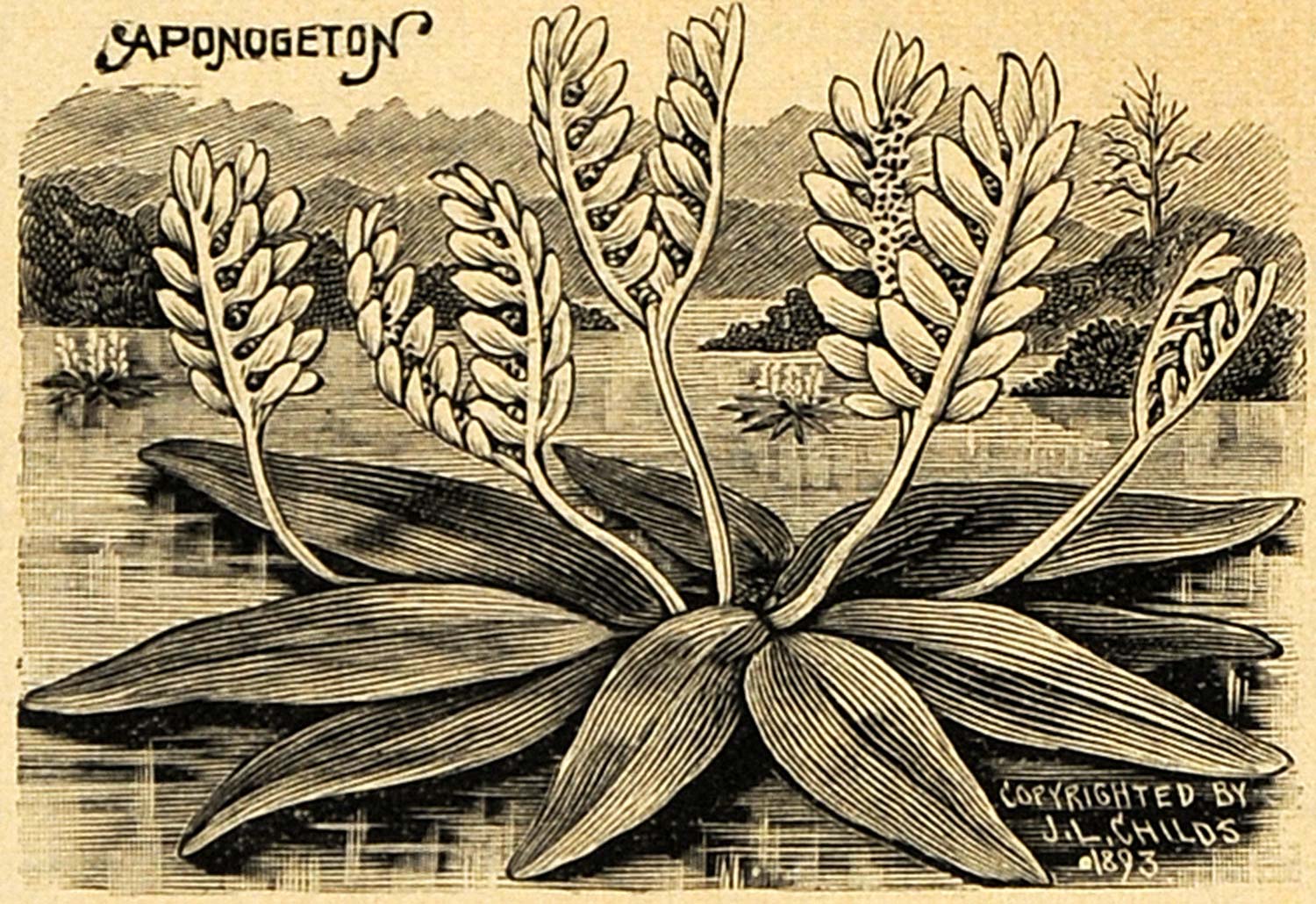 1894 Print Aponogeton Aquatic Plant Art J. L. Childs - ORIGINAL HISTORIC MAY1