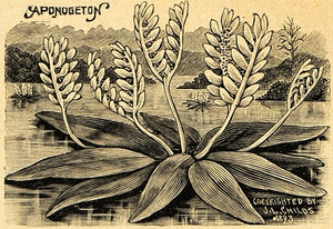 1894 Print Aponogeton Aquatic Plant Art J. L. Childs - ORIGINAL HISTORIC MAY1