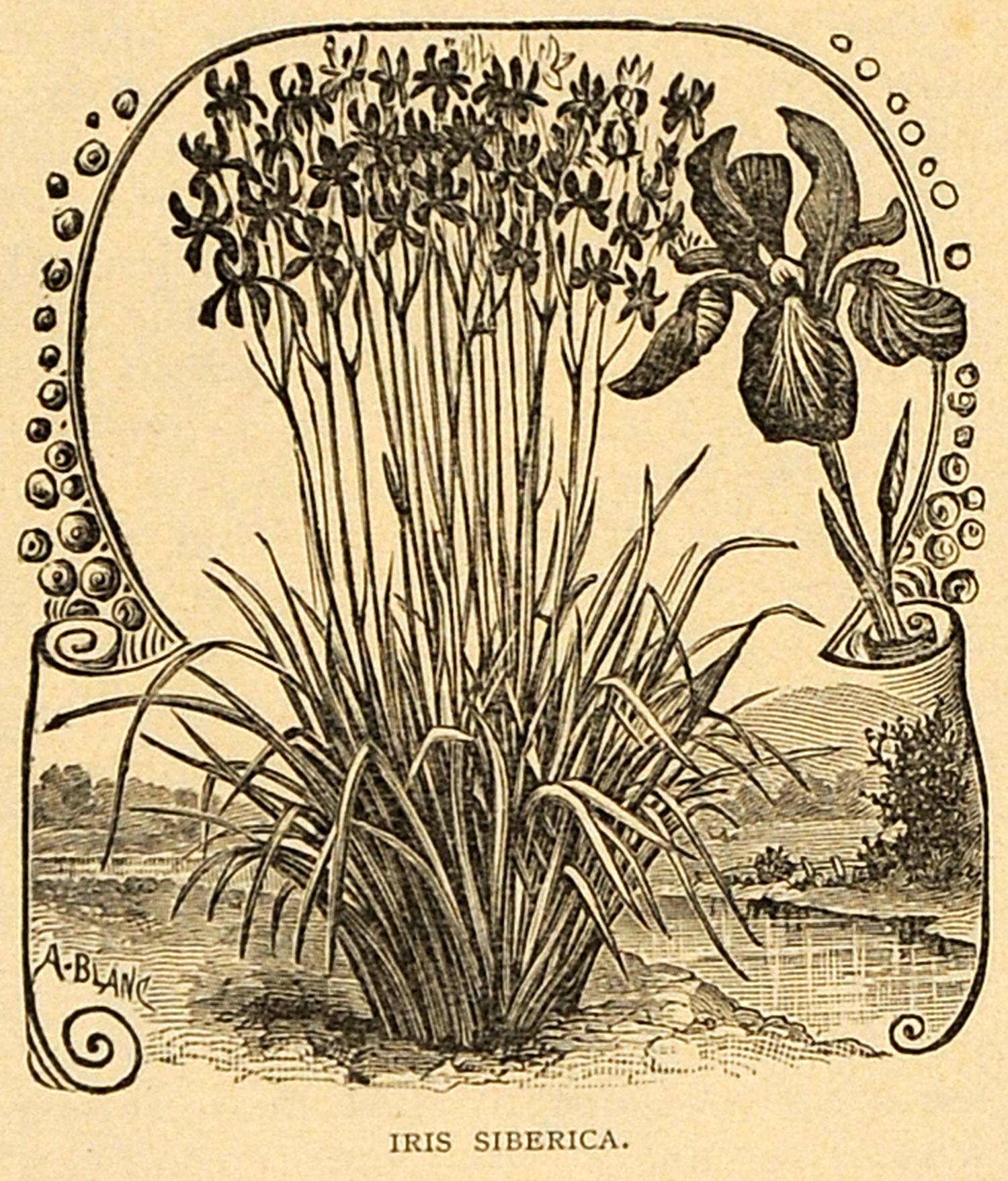 1892 Print Iris Siberica Flowers Art Siberian Plant - ORIGINAL HISTORIC MAY1