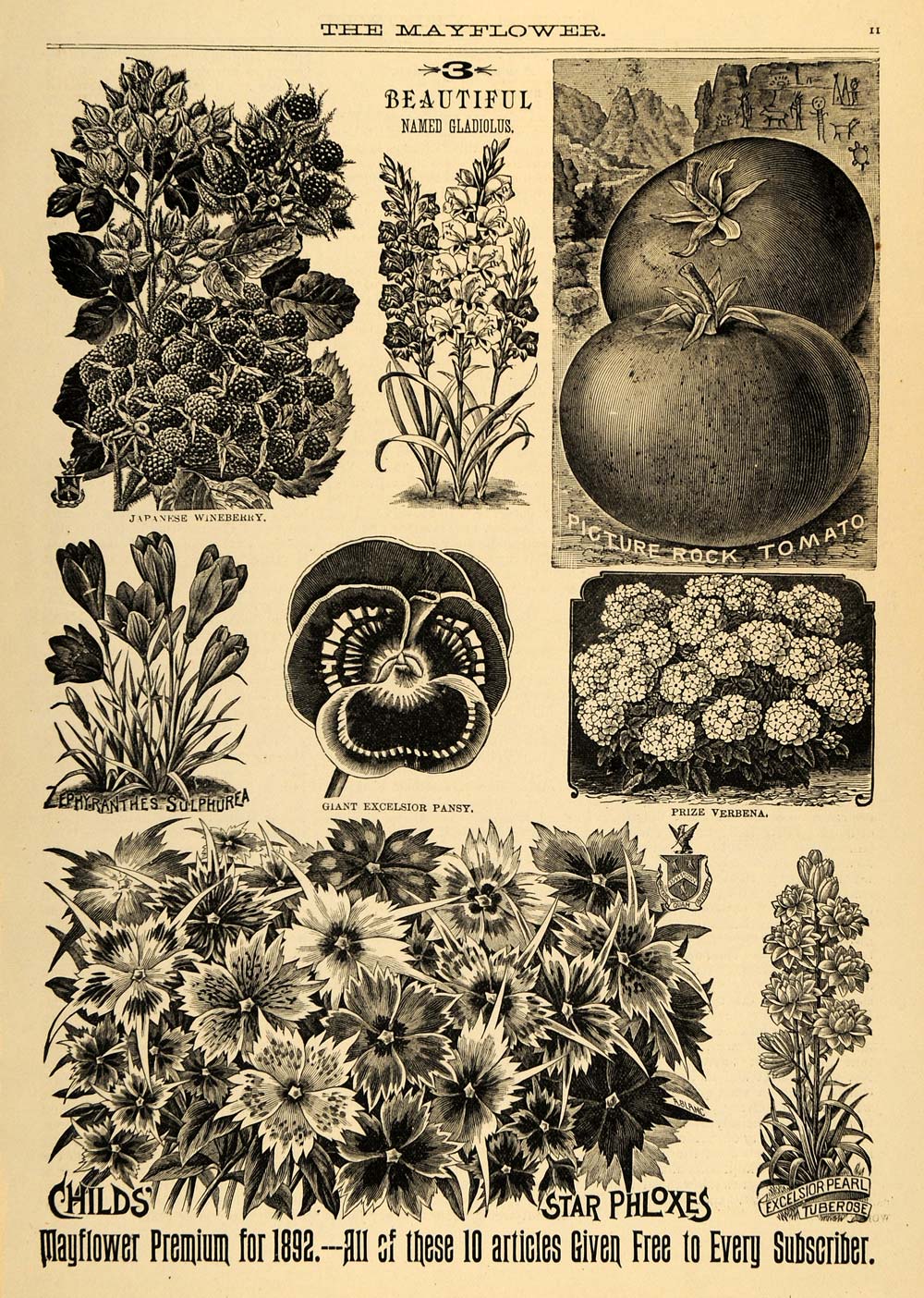 1892 Print Pholx Flowers Paniculata Japanese Wineberry ORIGINAL HISTORIC MAY1