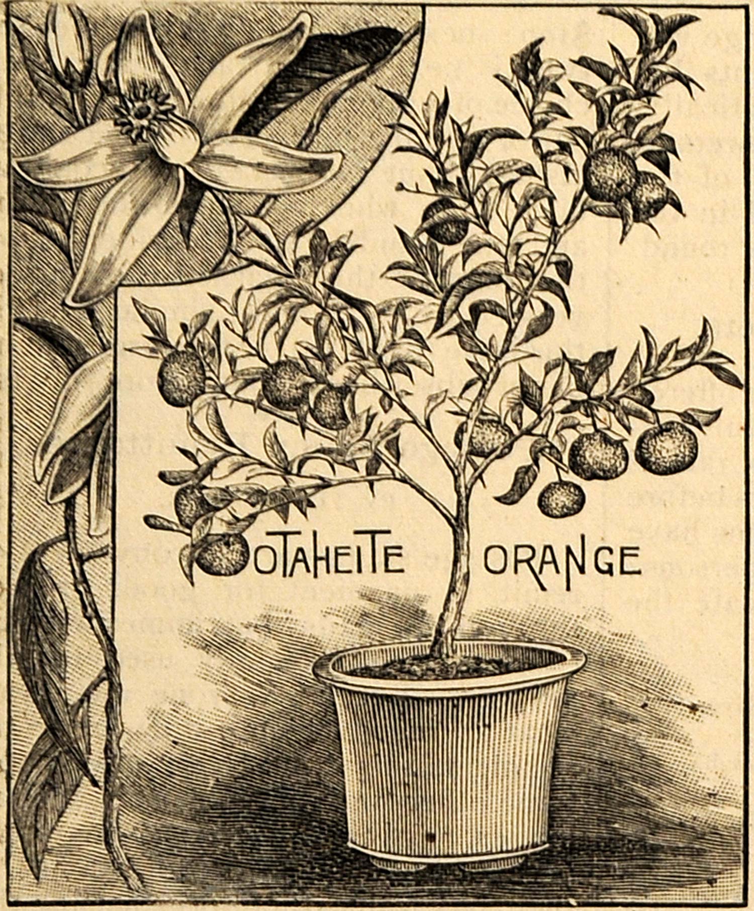 1892 Print Otaheite Orange Tree Citrus Fruit Flower - ORIGINAL HISTORIC MAY1