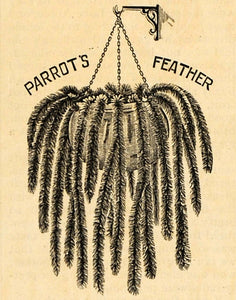 1892 Print Parrot Feather Plant Myriophyllum Aquaticum ORIGINAL HISTORIC MAY1