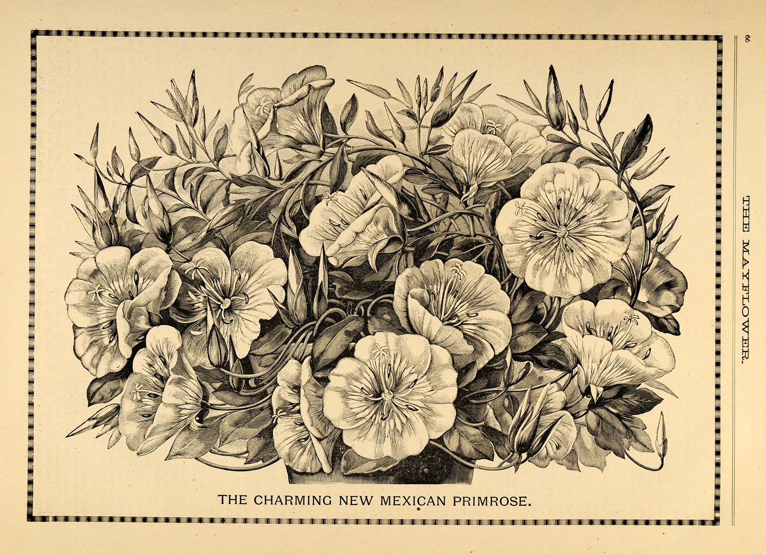 1892 Print Mexican Primrose Flower Oenothera Art Suncup ORIGINAL HISTORIC MAY1