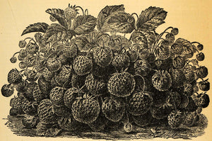 1894 Print Garden Strawberries Fragaria Fruit Juice Art ORIGINAL HISTORIC MAY1
