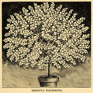1894 Print Genista Racemosa Flower Tree Broom Shurb Art MAY1
