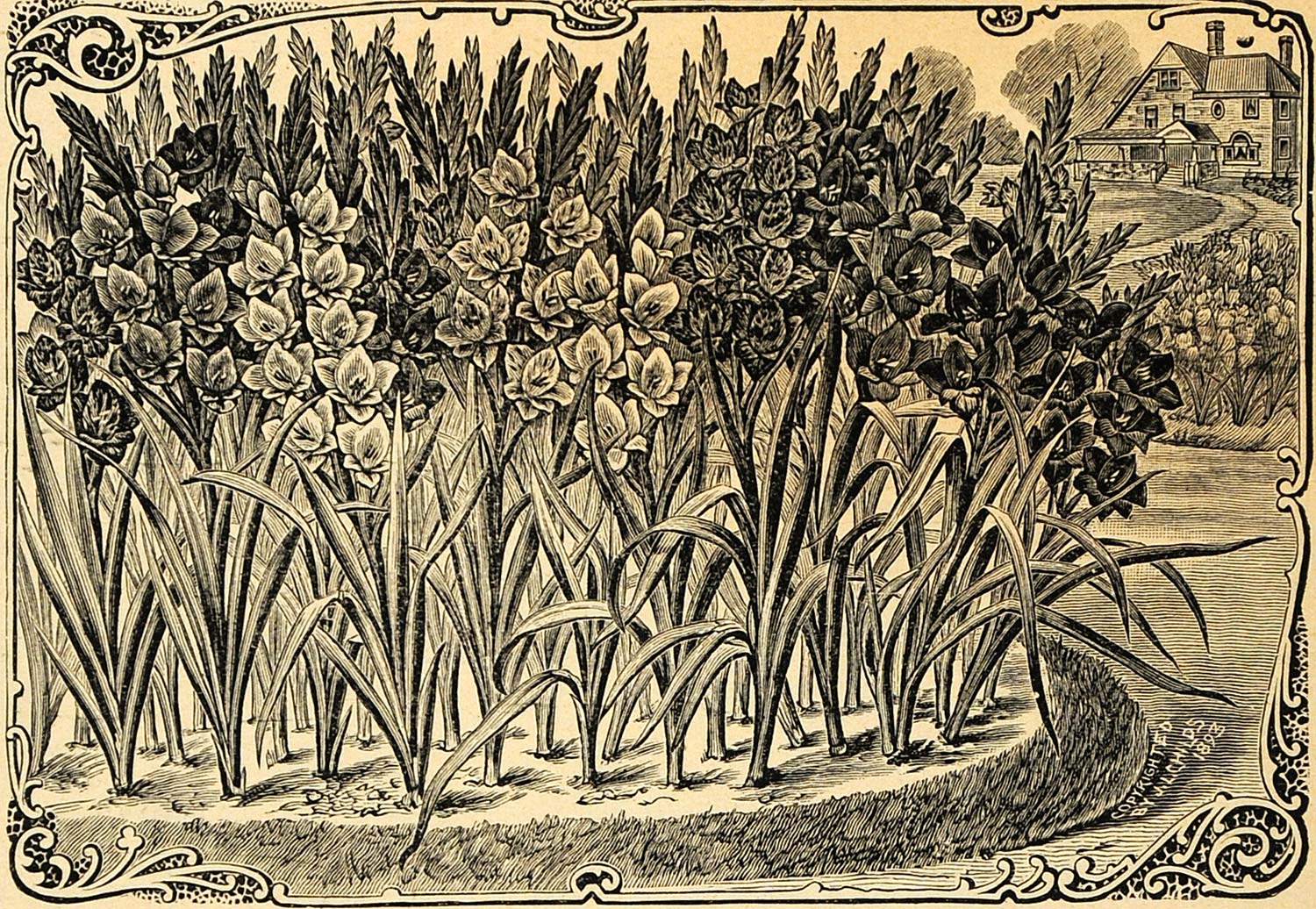 1894 Print Gladioli Flowers Sword Lily Art J L Childs - ORIGINAL HISTORIC MAY1