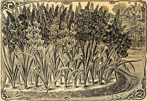 1894 Print Gladioli Flowers Sword Lily Art J L Childs - ORIGINAL HISTORIC MAY1