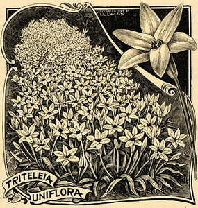 1894 Print Triteleia Uniflora Flowers Art J L Childs - ORIGINAL HISTORIC MAY1