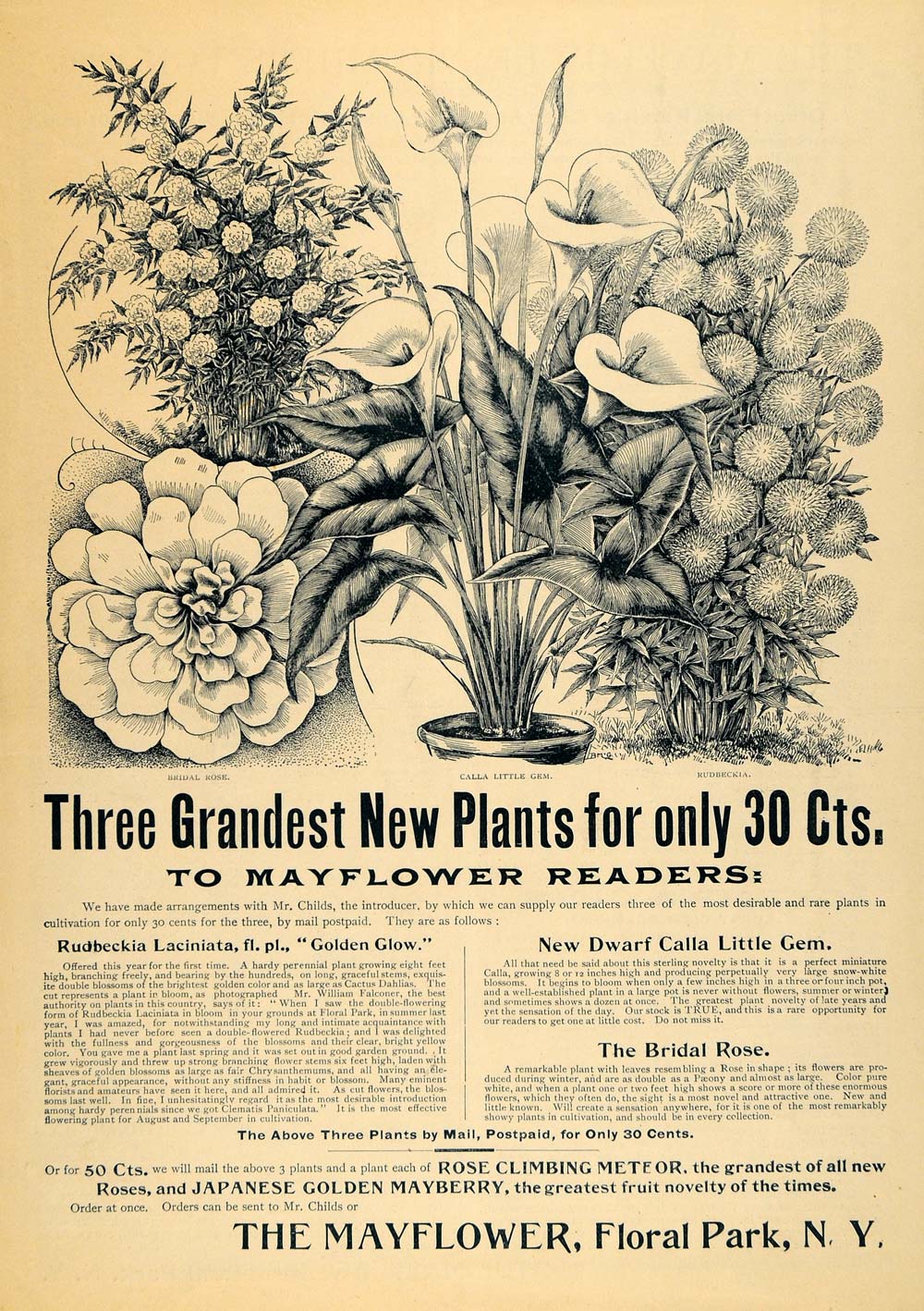 1896 Ad Floral Park Calla Lily Rose Flower Rudbeckia - ORIGINAL ADVERTISING MAY1