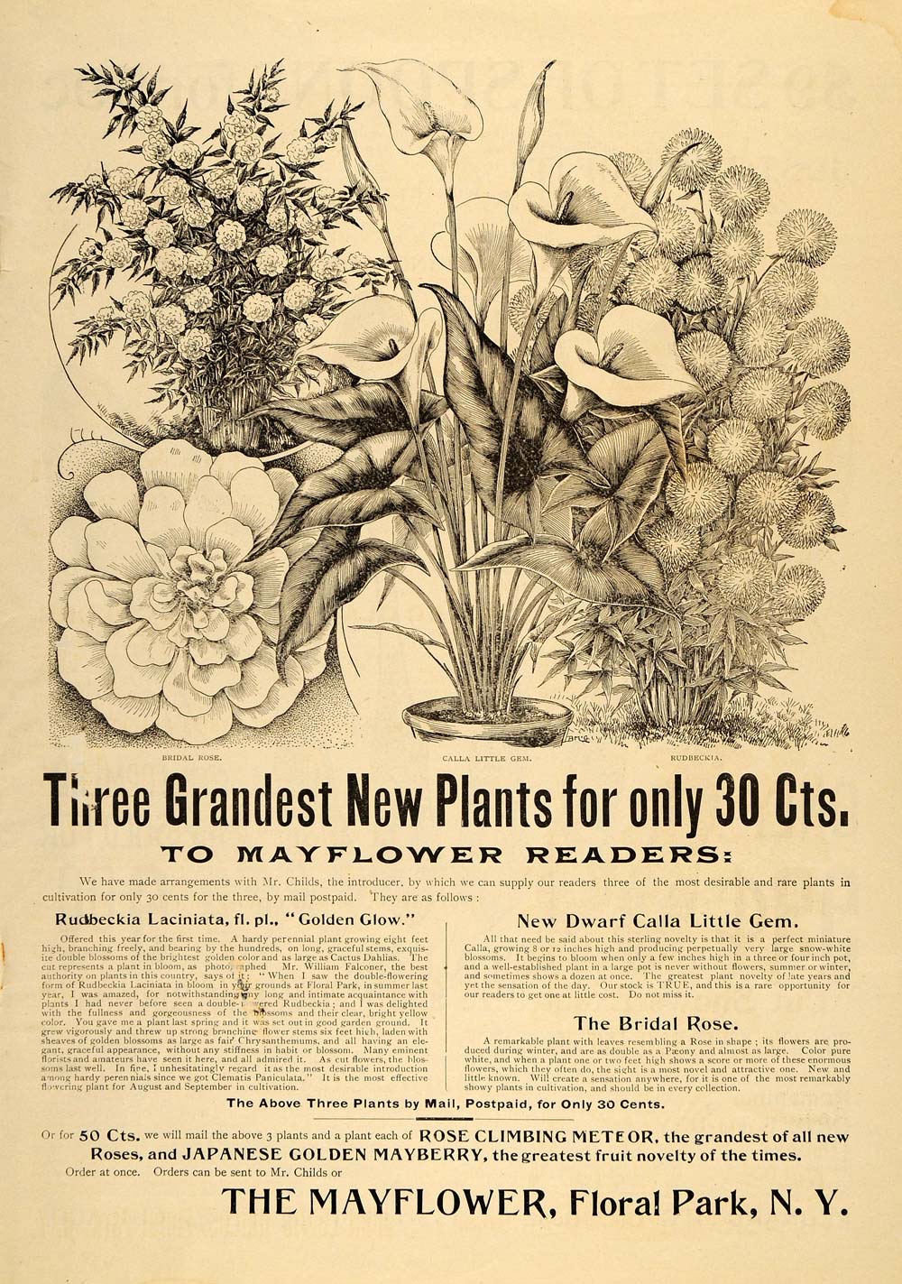 1896 Ad Calla Lily Bridal Rose Laciniata Mayberry Plant - ORIGINAL MAY1