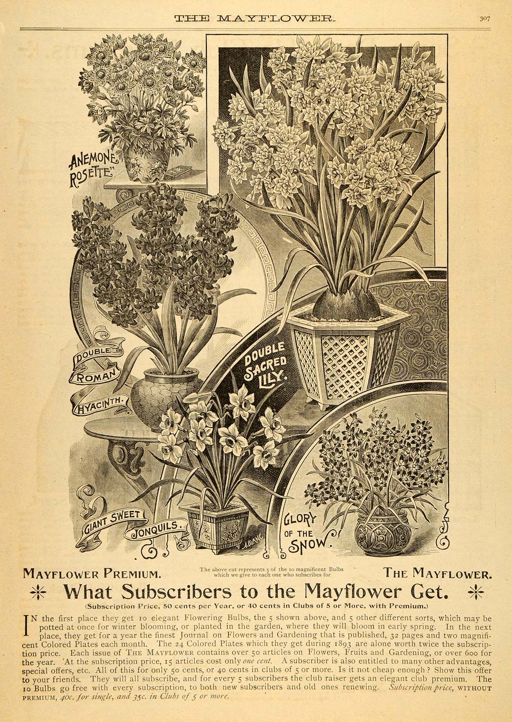 1892 Ad Mayflower Lily Hyacinth Anemone Rosette Flowers - ORIGINAL MAY1