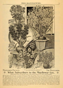 1892 Ad Garden Flower Bulb Daffodil Lily Glory Hyacinth - ORIGINAL MAY1