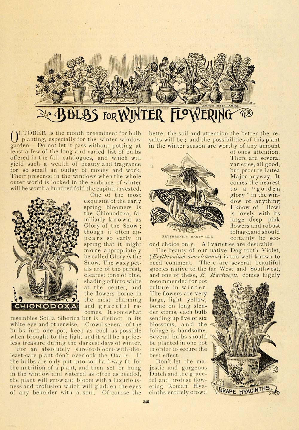 1896 Article Bulbs Winter Garden Walter Pike Flowers - ORIGINAL MAY1