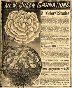 1892 Ad LL May & Co. Carnations Flowers Plant Minnesota - ORIGINAL MAY1
