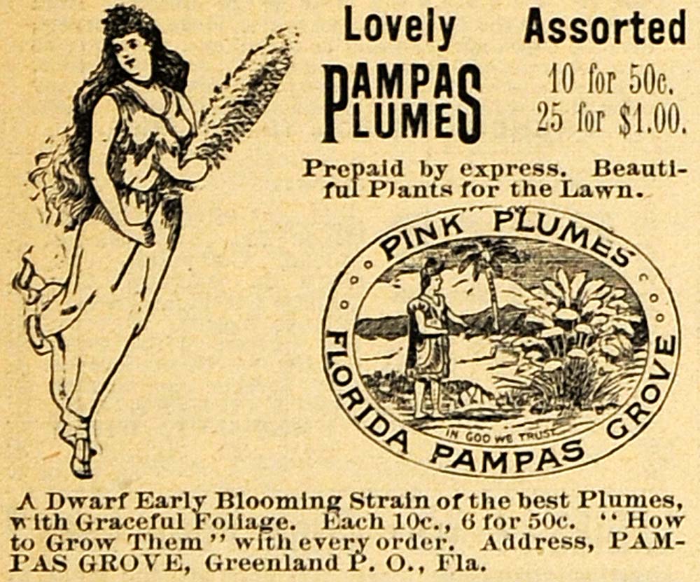 1895 Ad Pampas Grove Logo Foliage Plumes Greenland FL - ORIGINAL MAY1