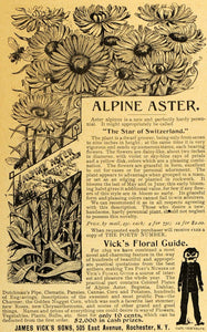 1893 Ad James Vick's Sons Alpine Aster Flowers Plant - ORIGINAL ADVERTISING MAY1