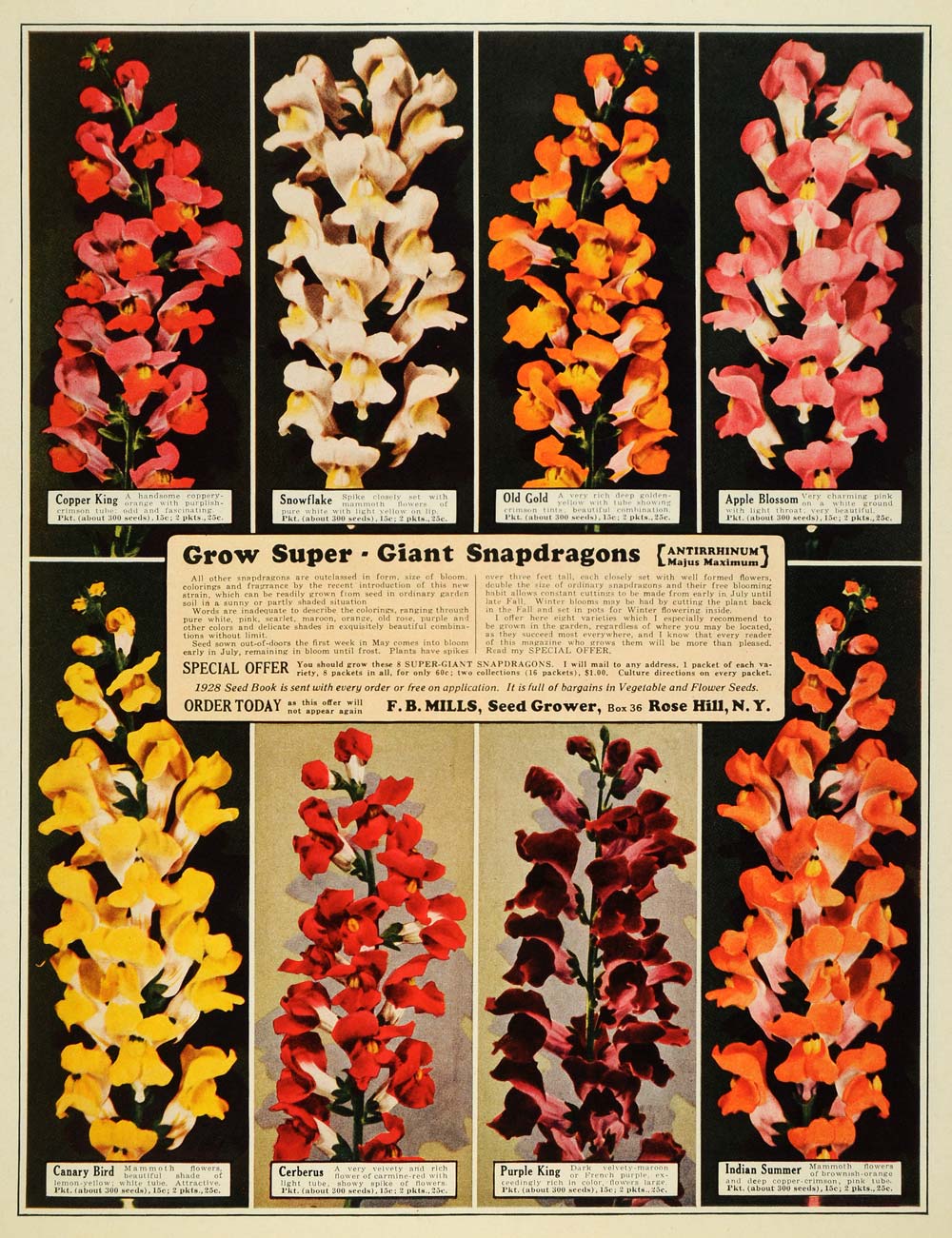 1928 Ad Grow Giant Snapdragons Seed Flowers Snowflake - ORIGINAL MCC4