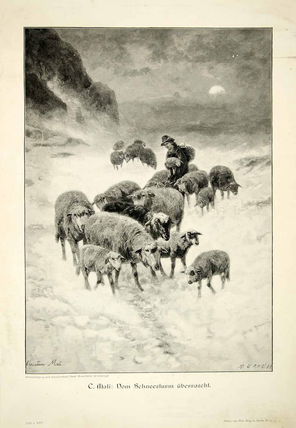 1907 Wood Engraving Herd Sheep Snowstorm Animals Lambs Shepherd Surprised MK2