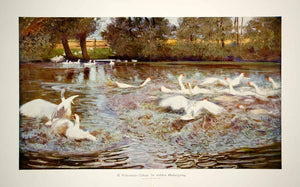 1912 Photolithograph Rudolf Schramm-Zittau Art Waterfowl White Geese Pond MK4