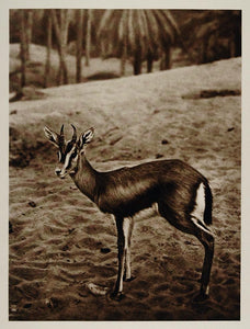 1924 Gazelle Nafta Nefta Oasis Tunisia Photogravure - ORIGINAL PHOTOGRAVURE NAF1