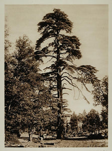 1924 Cedars Atlas Mountains Azrou Morocco Photogravure - ORIGINAL NAF1