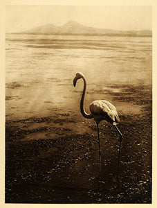 1924 Flamingo Bird Lake Bahira Tunis Lehnert & Landrock - ORIGINAL NAF2