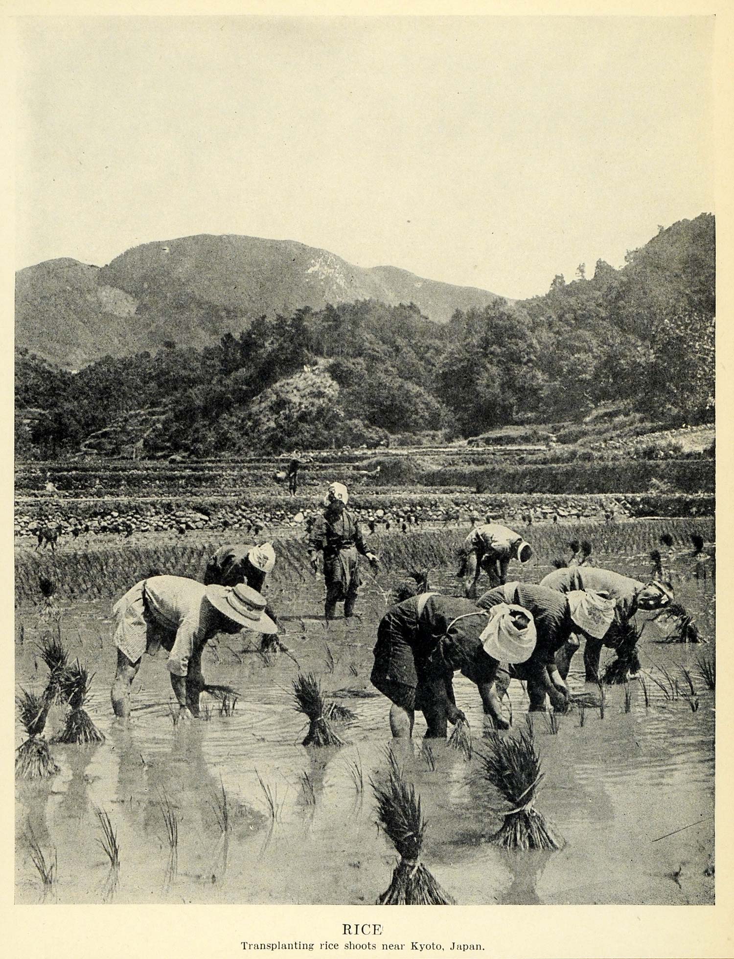 1931 Print Kyoto Japan Rice Paddy Fields Harvest Agriculture Japanese NCAW1