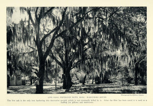 1926 Print Spanish Moss Trees Masonboro Sound North Carolina Bedding NGM1