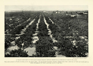 1926 Print Sand Hills North Carolina Peach Orchard Farming Crops NGM1