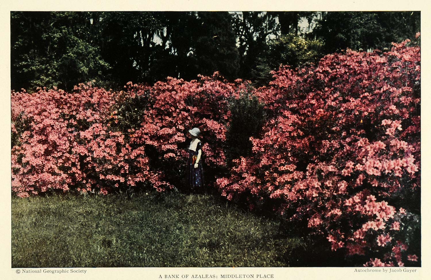 1926 Print Middleton Place South Carolina Azaleas Floral Botanical Gardens NGM1