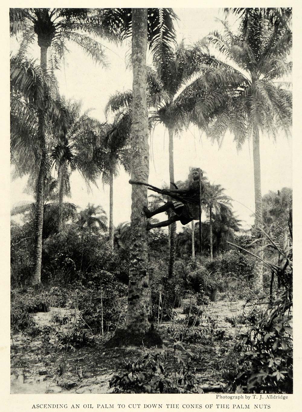 1922 Print Oil Palm Nuts Alldridge Liberia Portrait Tree Climbing Africa NGM1
