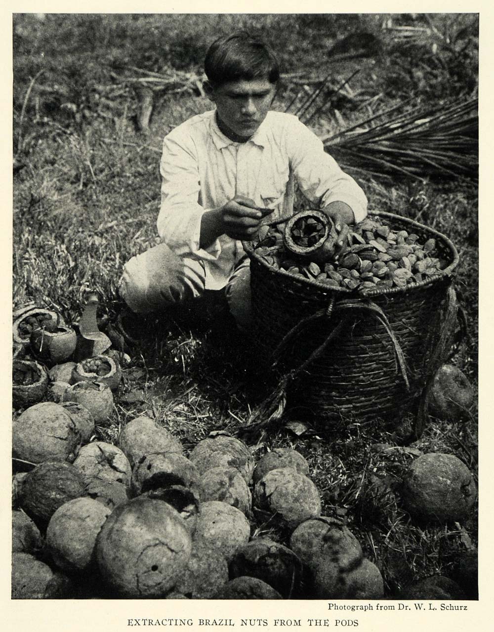 1926 Print Brazil Nuts Pod Schurz Brazilian Portrait Basket Food NGM1