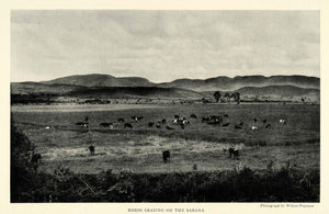 1926 Print Cow Grazing Herd Wilson Popenoe Sabana Landscape Colombia Bogota NGM1