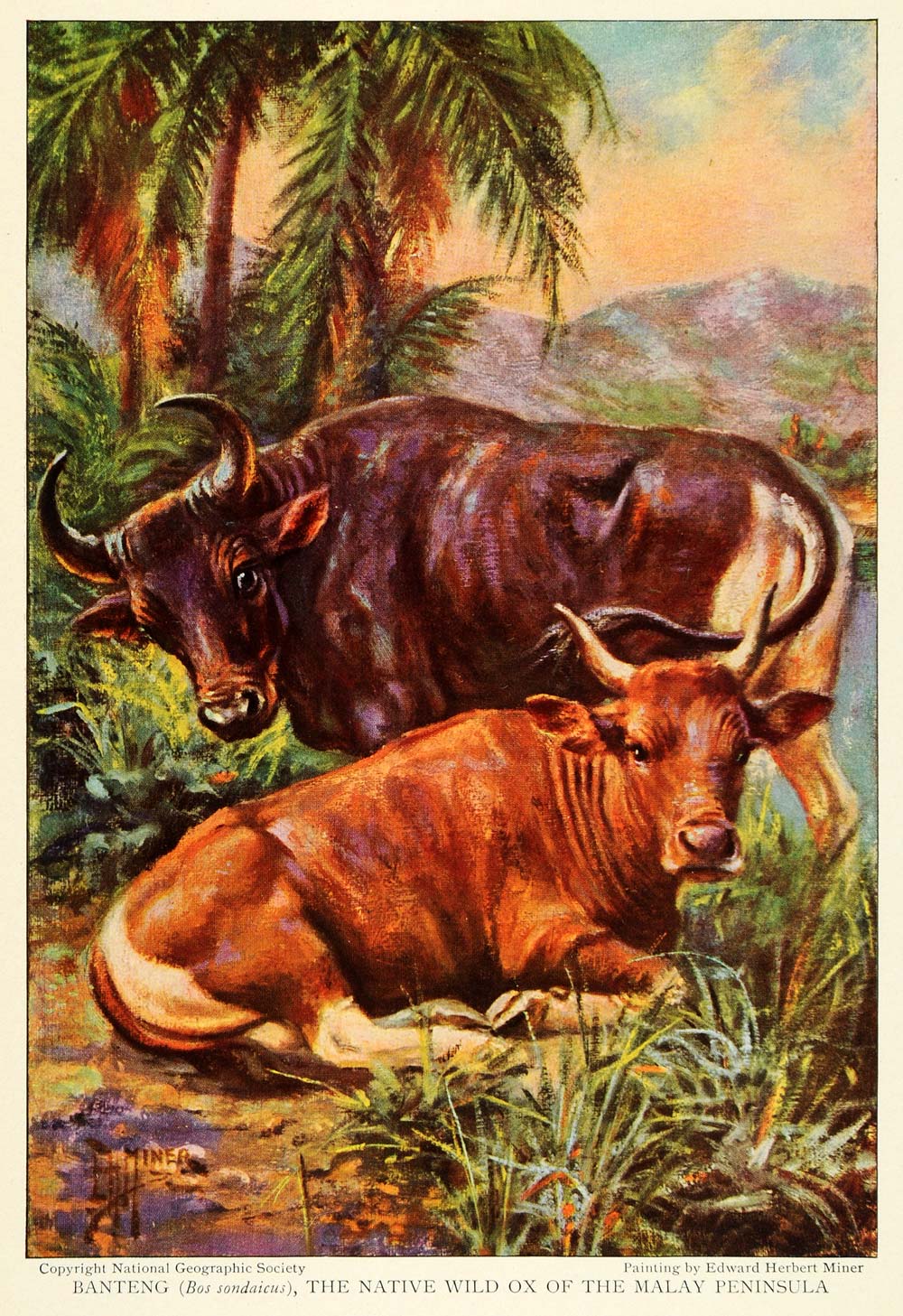 1925 Print Banteng Native Wild Ox Malay Peninsula Tembadau Wild Cattle NGM2