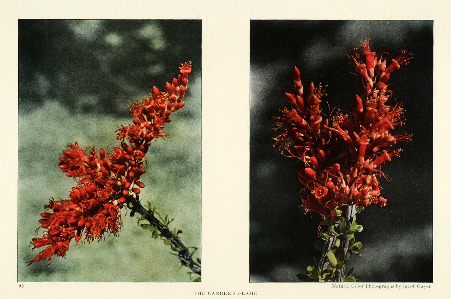 1925 Print Flowering Ocotillo Stem Candlewood Jacobs Staff Gayer NGM2