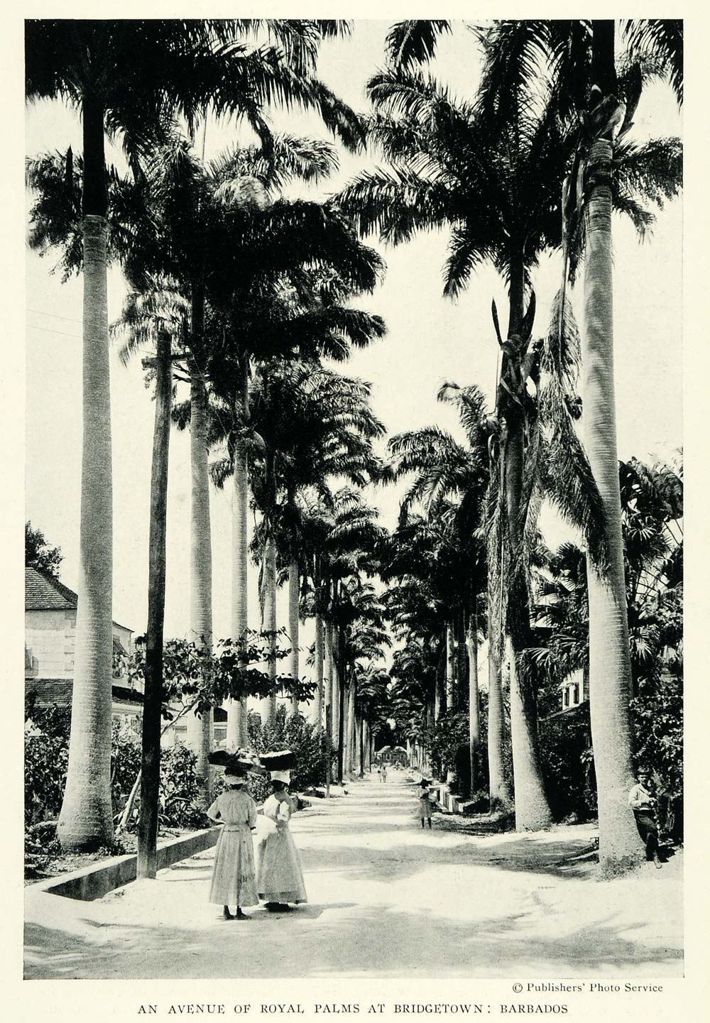 1922 Print Bridgetown Barbados Palm Tree Avenue Caribbean Streetscape View NGM2