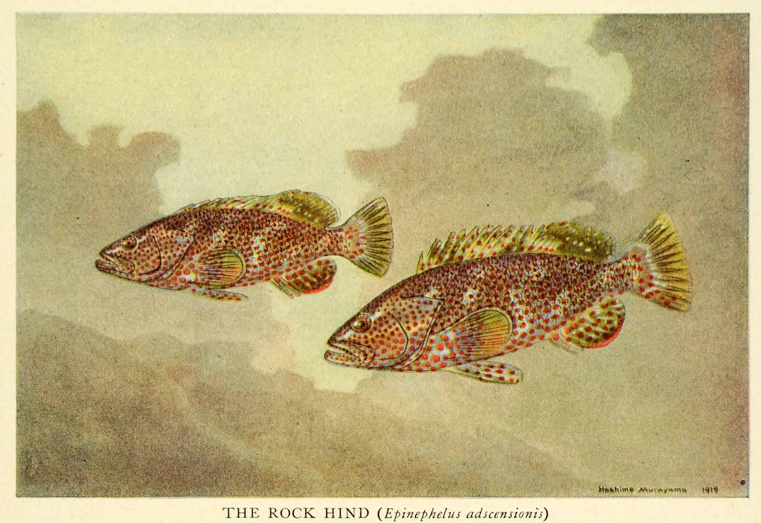 1921 Print Rock Hind Fish Tropical America Water Bermuda Brazil Hashime NGM2