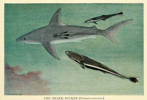 1921 Print Shark Sucker Warm Seas Suction Cups Fish Ocean Sea Hashime NGM2