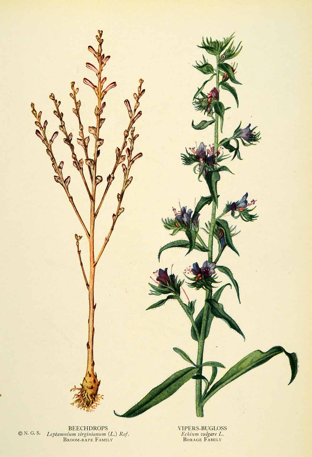 1925 Print Beechdrops Vipers Bugloss Plants Flowers Botanical Floral Bud NGM2