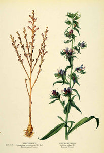 1925 Print Beechdrops Vipers Bugloss Plants Flowers Botanical Floral Bud NGM2
