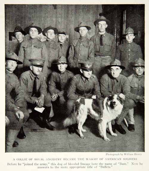 1919 Print American Soldiers Mascot World War I Bullet Royal Collie Dog  NGM5