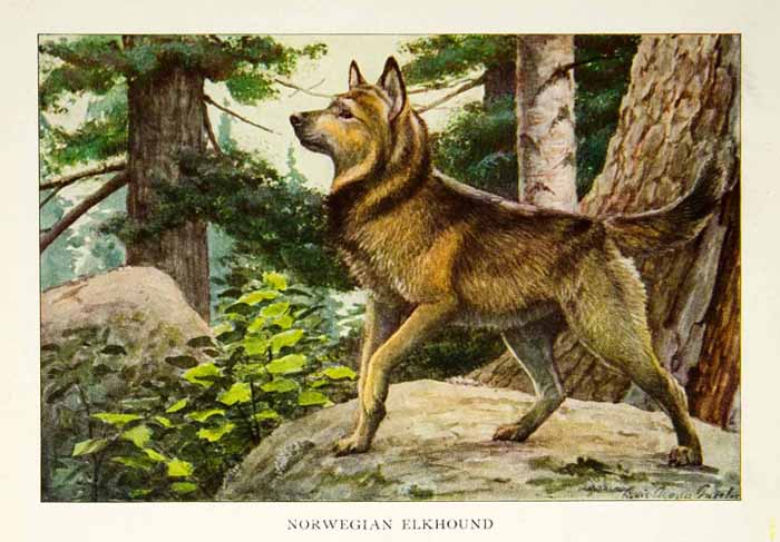 1919 Color Print Norwegian Elkhound Dog Breed Animal Louis Fuertes Art Pets NGM5