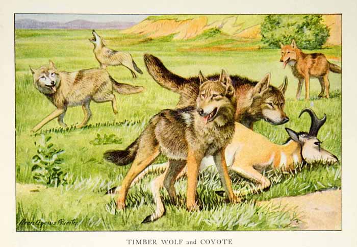 1919 Color Print Timber Wolf Coyote Animal Wildlife Louis Fuertes Art Dogs NGM5