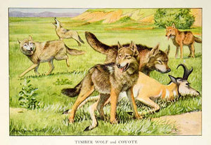 1919 Color Print Timber Wolf Coyote Animal Wildlife Louis Fuertes Art Dogs NGM5