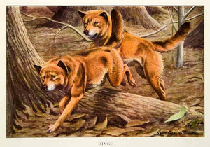 1919 Color Print Dingo Wildlife Animal Wild Dog Louis Fuertes Art Predator NGM5