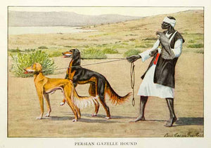 1919 Color Print Persian Gazelle Hound Dog Louis Fuertes Art Hunter Animals NGM5
