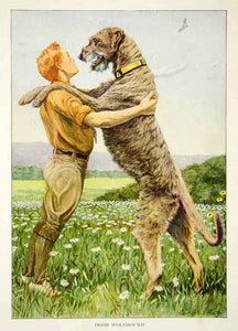 1919 Color Print Irish Wolfhound Dog Breed Pets Louis Fuertes Art